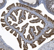 IHC staining of FFPE rat ovary tissue with HFH-4 antibody. HIER: boil tissue sections in pH8 EDTA for 20 min and allow to cool before testing.