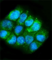Immunofluorescent staining of FFPE human T-47D cells with Glutamic-oxaloacetic transaminase 1 antibody (green) and DAPI nuclear stain (blue). HIER: steam section in pH6 citrate buffer for 20 min.