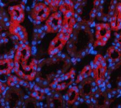 Immunofluorescent staining of FFPE human rat kidney tissue with Glutamic-oxaloacetic transaminase 1 antibody (red) and DAPI nuclear stain (blue). HIER: steam section in pH8 EDTA buffer for 20 min.