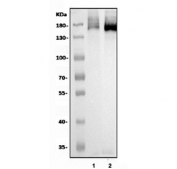 Western blot testing of 1) rat heart and 2) mouse heart tissue lysate with BMPR2 antibody. Predicted molecular weight: ~115 kDa (precursor), ~75 kDa (mature), ~150 kDa (dimer).