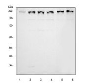 Western blot testing of 1) human 293T, 2) human Jurkat, 3) human HepG2, 4) human MCF7, 5) rat PC-12 and 6) NIH 3T3 cell lysate lysate with BRD4 antibody. Predicted molecular weight ~156 kDa (long form) but has been observed at 200+ kDa.