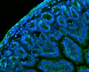 Immunofluorescent staining of FFPE mouse colon tissue with Cd147 antibody (green) and DAPI nuclear stain (blue). HIER: steam section in pH8 EDTA buffer for 20 min.