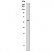 Western blot testing of human Jurkat cell lysate with CCR5 antibody. Predicted molecular weight ~41 kDa.