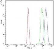 Flow cytometry testing of mouse RAW264.7 cells with Ddit3 antibody at 1ug/million cells (blocked with goat sera); Red=cells alone, Green=isotype control, Blue= Ddit3 antibody.