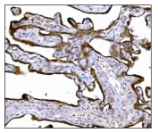 IHC staining of FFPE human placental tissue with LRP1B antibody. HIER: boil tissue sections in pH8 EDTA for 20 min and allow to cool before testing.