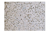 IHC staining of FFPE mouse brain tissue with LRP1B antibody. HIER: boil tissue sections in pH8 EDTA for 20 min and allow to cool before testing.