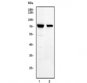 Western blot testing of human 1) HeLa and 2) Jurkat cell lysate with MAVS antibody. Expected molecular weight: 51-54 kDa (cleaved), 57 kDa (unmodified), 75 kDa (aggregated).