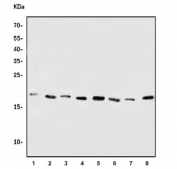 Western blot testing of 1) human Jurkat, 2) human HL60, 3) human ThP-1, 4) human K562, 5) human Caco-2, 6) rat C6, 7) mouse SP2/0 and 8) mouse NIH 3T3 cell lysate with SUMO2/3 cells. Expected molecular weight: 8-15 kDa.