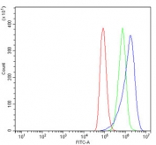 Flow cytometry testing of human A549 cells with HSP90AA1 antibody at 1ug/million cells (blocked with goat sera); Red=cells alone, Green=isotype control, Blue= HSP90AA1 antibody.