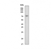 Western blot testing of mouse lung tissue lysate with Gbp4 antibody. Predicted molecular weight ~73 kDa.