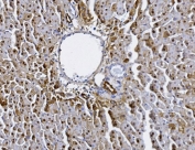 IHC staining of FFPE rat liver tissue with Alanine aminotransferase 1 antibody. HIER: boil tissue sections in pH8 EDTA for 20 min and allow to cool before testing.