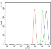 Flow cytometry testing of human A549 cells with 5HT1B antibody at 1ug/million cells (blocked with goat sera); Red=cells alone, Green=isotype control, Blue= 5HT1B antibody.
