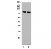 Western blot testing of 1) rat brain and 2) mouse brain tissue lysate with P2X7 antibody. Predicted molecular weight ~69 kDa.