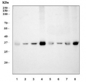 Western blot testing of 1) rat heart, 2) rat brain, 3) rat lung, 4) mouse heart, 5) mouse brain, 6) mouse lung, 7) rat RH35 and 8) mouse HEPA1-6 cell lysate with PPIE antibody. Predicted molecular weight ~33 kDa.