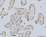 IHC staining of FFPE human placental tissue with LSM8 antibody. HIER: boil tissue sections in pH8 EDTA for 20 min and allow to cool before testing.
