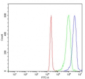 Flow cytometry testing of human JK-1 cells with Replication Protein A2 antibody at 1ug/million cells (blocked with goat sera); Red=cells alone, Green=isotype control, Blue= Replication Protein A2 antibody.