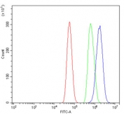 Flow cytometry testing of human U-87 MG cells with Annexin VI antibody at 1ug/million cells (blocked with goat sera); Red=cells alone, Green=isotype control, Blue= Annexin VI antibody.
