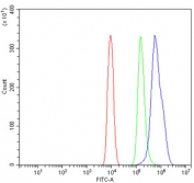 Flow cytometry testing of mouse ANA-1 cells with EIF4A1 antibody at 1ug/million cells (blocked with goat sera); Red=cells alone, Green=isotype control, Blue= EIF4A1 antibody.