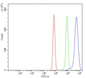 Flow cytometry testing of rat RH35 cells with EIF4A1 antibody at 1ug/million cells (blocked with goat sera); Red=cells alone, Green=isotype control, Blue= EIF4A1 antibody.