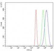 Flow cytometry testing of human A431 cells with AKAP 95 antibody at 1ug/million cells (blocked with goat sera); Red=cells alone, Green=isotype control, Blue= AKAP 95 antibody.