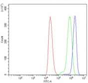 Flow cytometry testing of human ThP-1 cells with BCKDK antibody at 1ug/million cells (blocked with goat sera); Red=cells alone, Green=isotype control, Blue= BCKDK antibody.