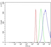 Flow cytometry testing of mouse ANA-1 cells with EIF5A antibody at 1ug/million cells (blocked with goat sera); Red=cells alone, Green=isotype control, Blue= EIF5A antibody.