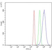 Flow cytometry testing of human SiHa cells with ETFA antibody at 1ug/million cells (blocked with goat sera); Red=cells alone, Green=isotype control, Blue= ETFA antibody.