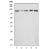 Western blot testing of 1) human A549, 2) human HACAT, 3) human Jurkat, 4) rat brain and 5) mouse brain tissue lysate with GIT1 antibody. Expected molecular weight: 84-95 kDa.