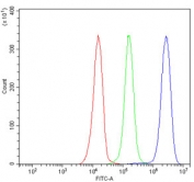 Flow cytometry testing of human JK-1 cells with GIT1 antibody at 1ug/million cells (blocked with goat sera); Red=cells alone, Green=isotype control, Blue= GIT1 antibody.