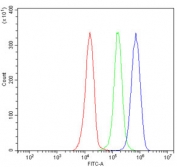 Flow cytometry testing of human JK-1 cells with GSPT1/2 antibody at 1ug/million cells (blocked with goat sera); Red=cells alone, Green=isotype control, Blue= GSPT1/2 antibody.