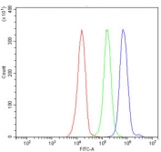 Flow cytometry testing of human JK-1 cells with Synaptonemal Complex Protein 3 antibody at 1ug/million cells (blocked with goat sera); Red=cells alone, Green=isotype control, Blue= Synaptonemal Complex Protein 3 antibody.