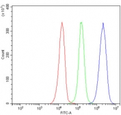 Flow cytometry testing of human JK-1 cells with VLDL Receptor antibody at 1ug/million cells (blocked with goat sera); Red=cells alone, Green=isotype control, Blue= VLDL Receptor antibody.