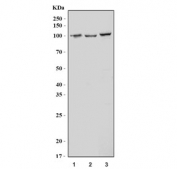 Western blot testing of 1) human PC-3, 2) rat brain and 3) mouse brain tissue lysate with Argonaute 1 antibody. Predicted molecular weight ~97 kDa.