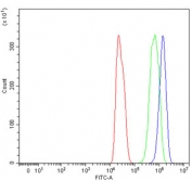 Flow cytometry testing of rat C6 cells with Argonaute 1 antibody at 1ug/million cells (blocked with goat sera); Red=cells alone, Green=isotype control, Blue= Argonaute 1 antibody.
