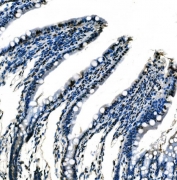 IHC staining of FFPE rat colon tissue with SF1 antibody. HIER: boil tissue sections in pH8 EDTA for 20 min and allow to cool before testing.