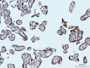 IHC staining of FFPE human placental tissue with Glutaminase antibody. HIER: boil tissue sections in pH8 EDTA for 20 min and allow to cool before testing.
