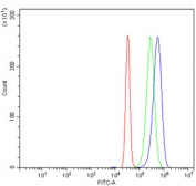 Flow cytometry testing of human SiHa cells with Dynein light chain 1 antibody at 1ug/million cells (blocked with goat sera); Red=cells alone, Green=isotype control, Blue= Dynein light chain 1 antibody.