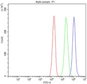 Flow cytometry testing of fixed human JK-1 cells with CD2 antibody at 1ug/million cells (blocked with goat sera); Red=cells alone, Green=isotype control, Blue= CD2 antibody.