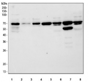 Western blot testing of 1) human HepG2, 2) human HeLa, 3) human 293T, 4) rat liver, 5) rat brain, 6) mouse liver and 7) mouse brain tissue lysate with CDT1 antibody. Predicted molecular weight ~60 kDa, commonly observed at 60-70 kDa.