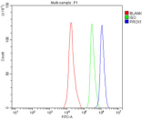 Flow cytometry testing of fixed and permeabilized human SH-SY5Y cells with Prospero homeobox protein 1 antibody at 1ug/million cells (blocked with goat sera); Red=cells alone, Green=isotype control, Blue= Prospero homeobox protein 1 antibody.