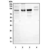 Western blot testing of 1) human HepG2, 2) human HUH7, 3) human SH-SY5Y and 4) rat RH35 cell lysate with Prospero homeobox protein 1 antibody. Predicted molecular weight is 83 kDa, observed at 80-110 kDa.