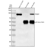 Immunoprecipitation of Prospero homeobox protein 1 protein from 500ug of human SH-SY5Y whole cell lysate with 2ug of Prospero homeobox protein 1 antibody.