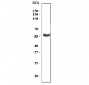 Western blot testing of human HepG2 cell lysate with RCC2 antibody. Predicted molecular weight ~56 kDa.