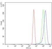 Flow cytometry testing of human U-251 cells with ADAM9 antibody at 1ug/million cells (blocked with goat sera); Red=cells alone, Green=isotype control, Blue= ADAM9 antibody.