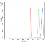 Flow cytometry testing of human HeLa cells with AKT1/2/3 antibody at 1ug/million cells (blocked with goat sera); Red=cells alone, Green=isotype control, Blue= AKT1/2/3 antibody.