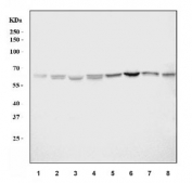 Western blot testing of 1) human A549, 2) human HeLa, 3) human HepG2, 4) human Raji, 5) rat brain, 6) rat PC-12, 7) mouse brain and 8) mouse RAW264.7 cell lysate with AKT1/2/3 antibody. Predicted molecular weight: ~56 kDa.