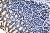 IHC staining of FFPE rat stomach tissue with Claudin 18 antibody. HIER: boil tissue sections in pH8 EDTA for 20 min and allow to cool before testing.