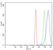 Flow cytometry testing of human SiHa cells with CTSB antibody at 1ug/million cells (blocked with goat sera); Red=cells alone, Green=isotype control, Blue= CTSB antibody.