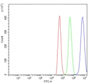Flow cytometry testing of rat NRK cells with GFPT1 antibody at 1ug/million cells (blocked with goat sera); Red=cells alone, Green=isotype control, Blue= GFPT1 antibody.