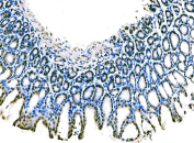 IHC staining of FFPE rat stomach tissue with Krueppel-like factor 4 antibody. HIER: boil tissue sections in pH8 EDTA for 20 min and allow to cool before testing.